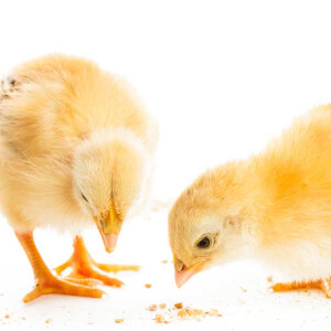 Küken- & Aufzuchtfutter