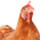 Für Hühner & Legehennen geeignet
