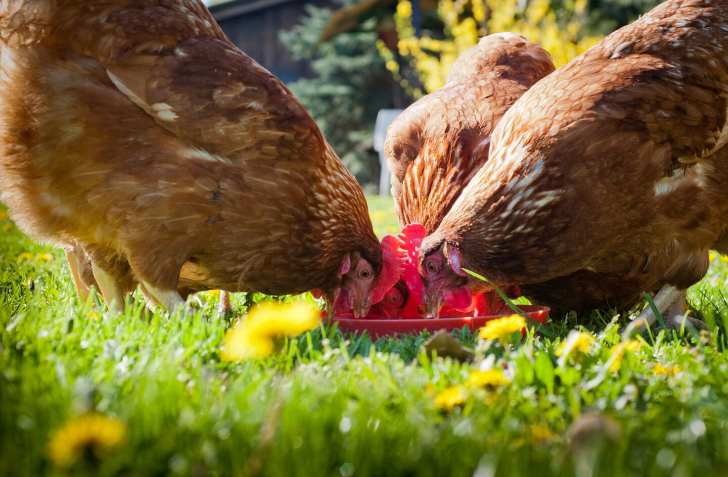 Hühner fressen im Garten, Futterbehälter mit Hühnerfutter