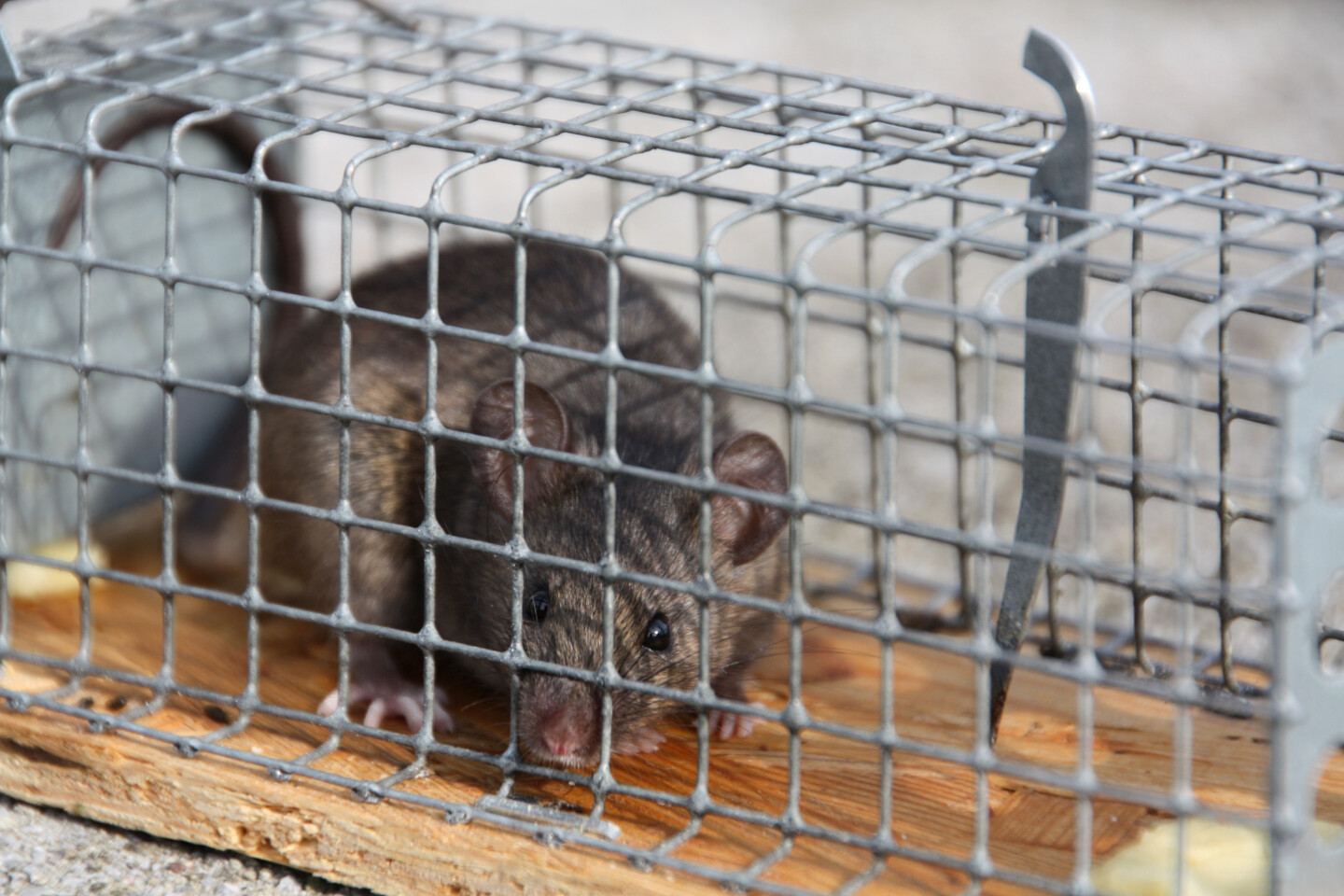 Lebendfalle für Ratten