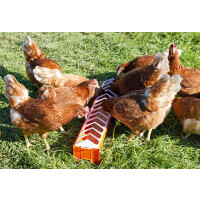 Futtertrog f&uuml;r Hennen aus lebensmittelechtem Kunststoff - 50 x 12 cm