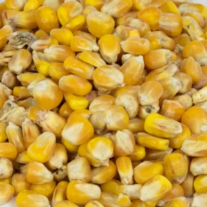 Bio Mais gz 25 kg