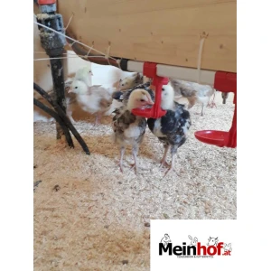 Nippeltr&auml;nke f&uuml;r Gefl&uuml;gel