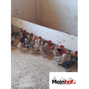 Nippeltr&auml;nke f&uuml;r Gefl&uuml;gel