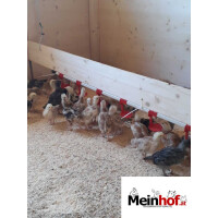 Nippeltr&auml;nke f&uuml;r Gefl&uuml;gel bis 20 Tiere