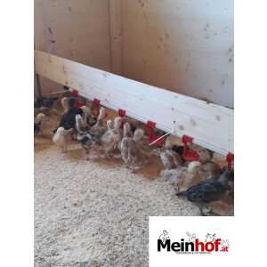 Nippeltr&auml;nke f&uuml;r Gefl&uuml;gel bis 60 Tiere