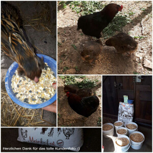 Bio Gefl&uuml;gelk&ouml;rnermix 375 kg