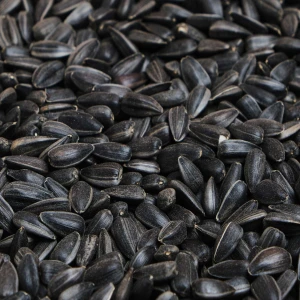 Karner Sonnenblumenkerne schwarz im 20 kg Sack