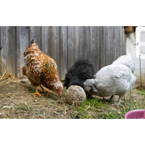 Pickkugeln f&uuml;r H&uuml;hner, 6 St&uuml;ck im Eimer