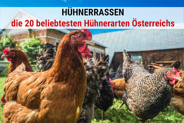 20 beliebte Hühnerrassen