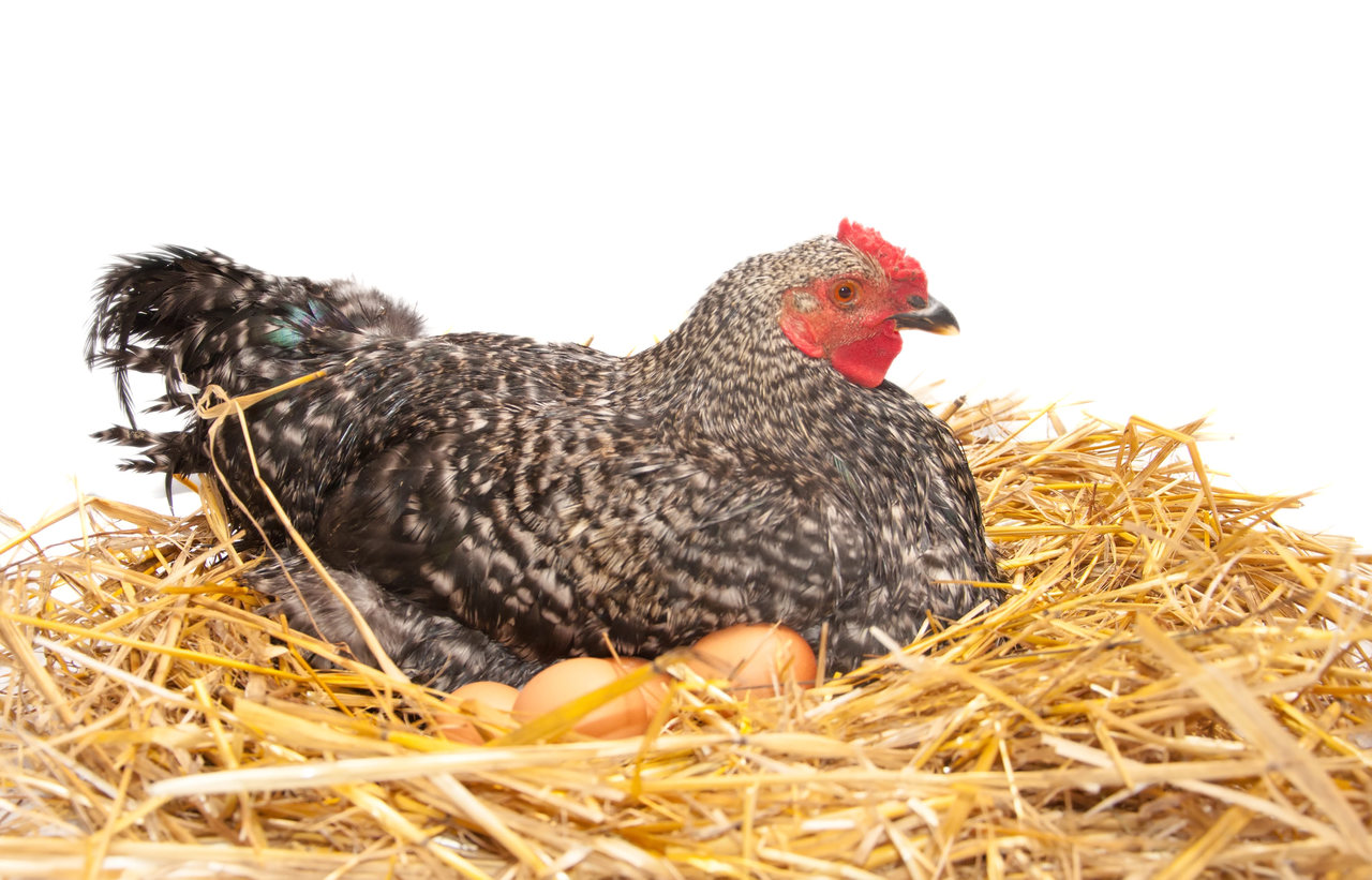 Huhn brütet, Stroh, Nest, Eier