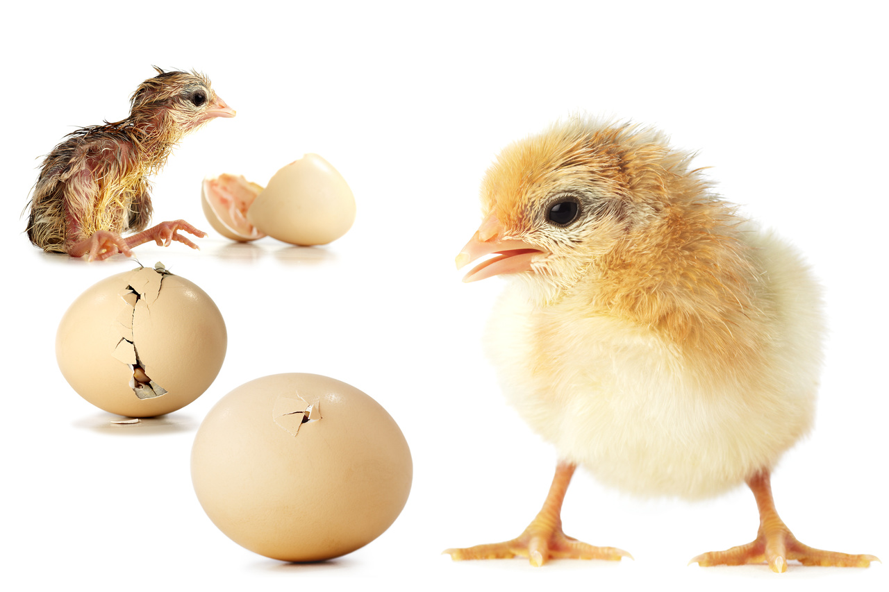 Küken schlüpft, Eier schale durchbrechen