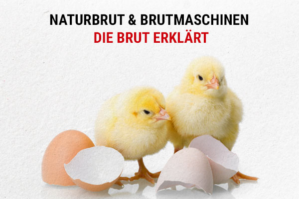 Brut & Brutmaschinen