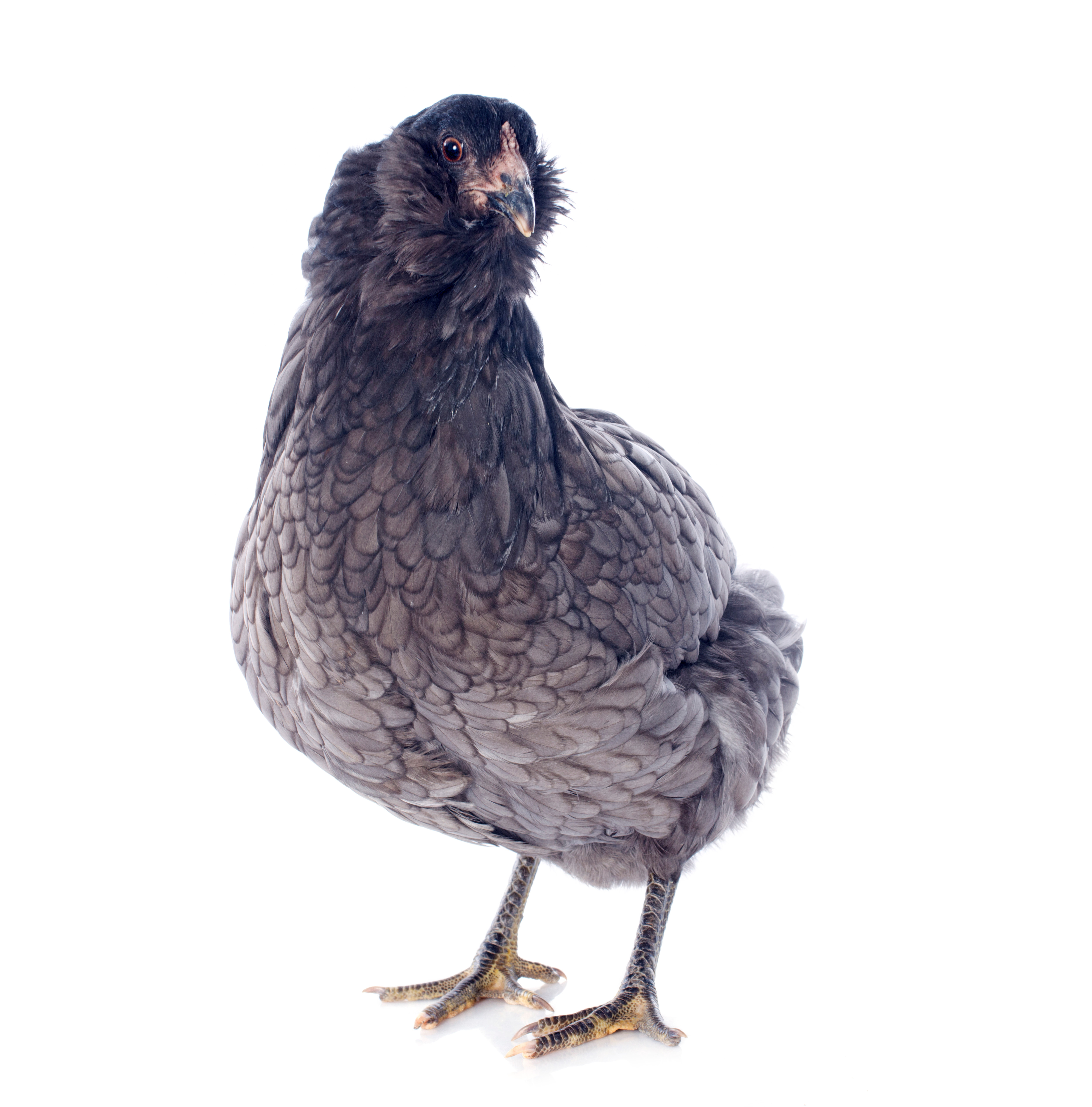 Araucana