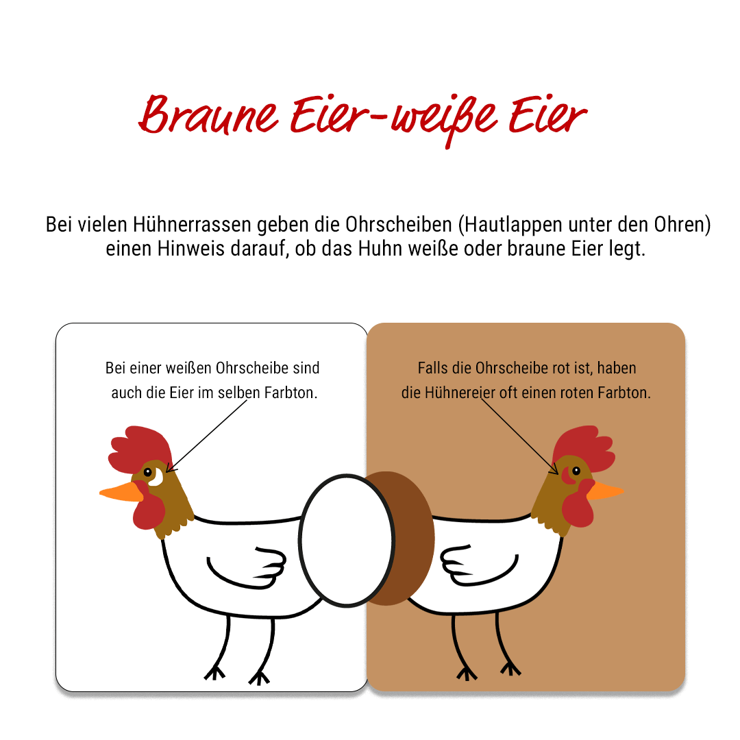 Weiße Ohrscheiben sind ein Hinweis für weiße Eier und rote bedeuten, dass die Henne braune Eier leg