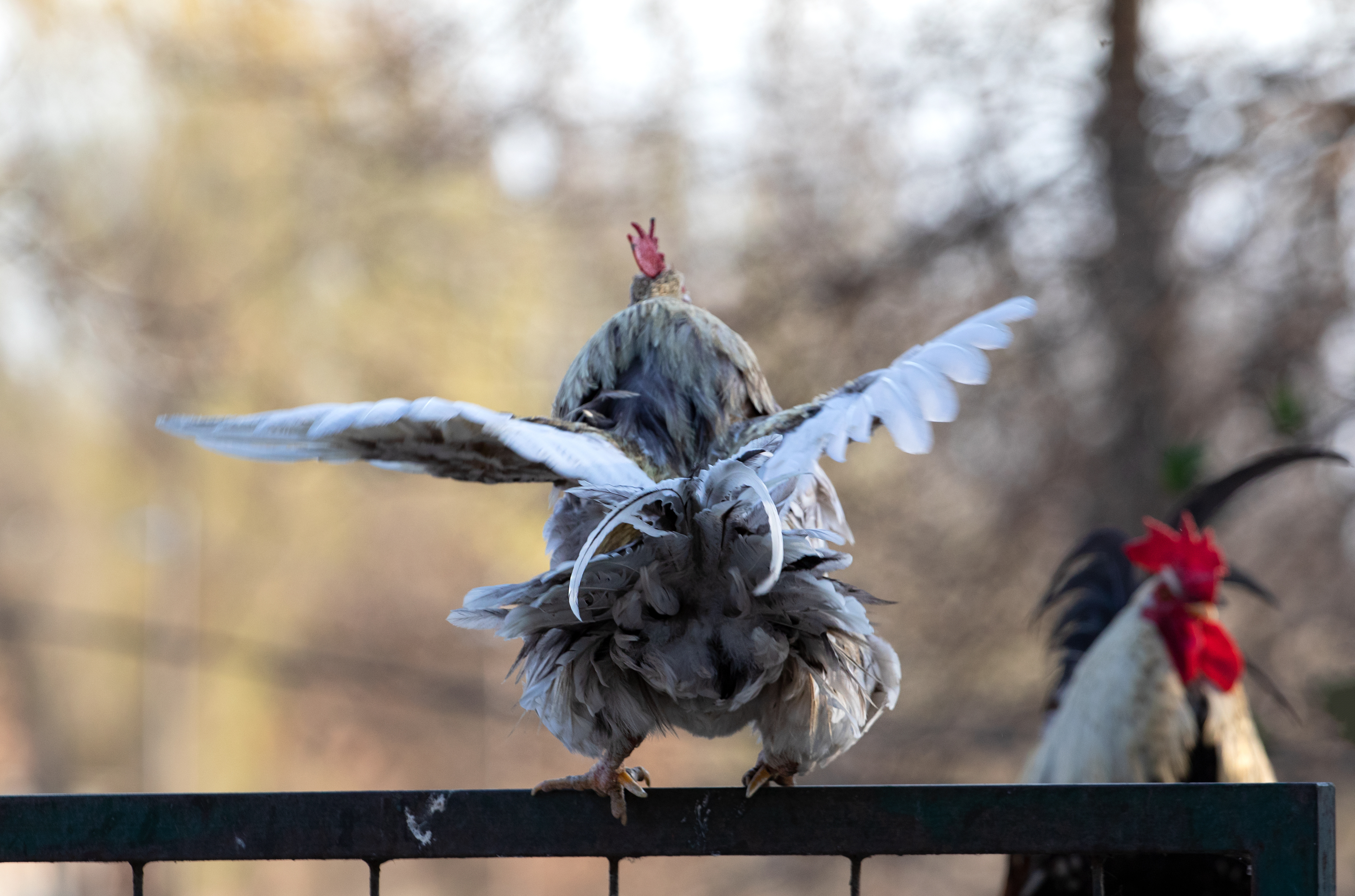 Henne will losfliegen