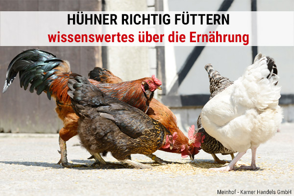 Hühner richtig füttern