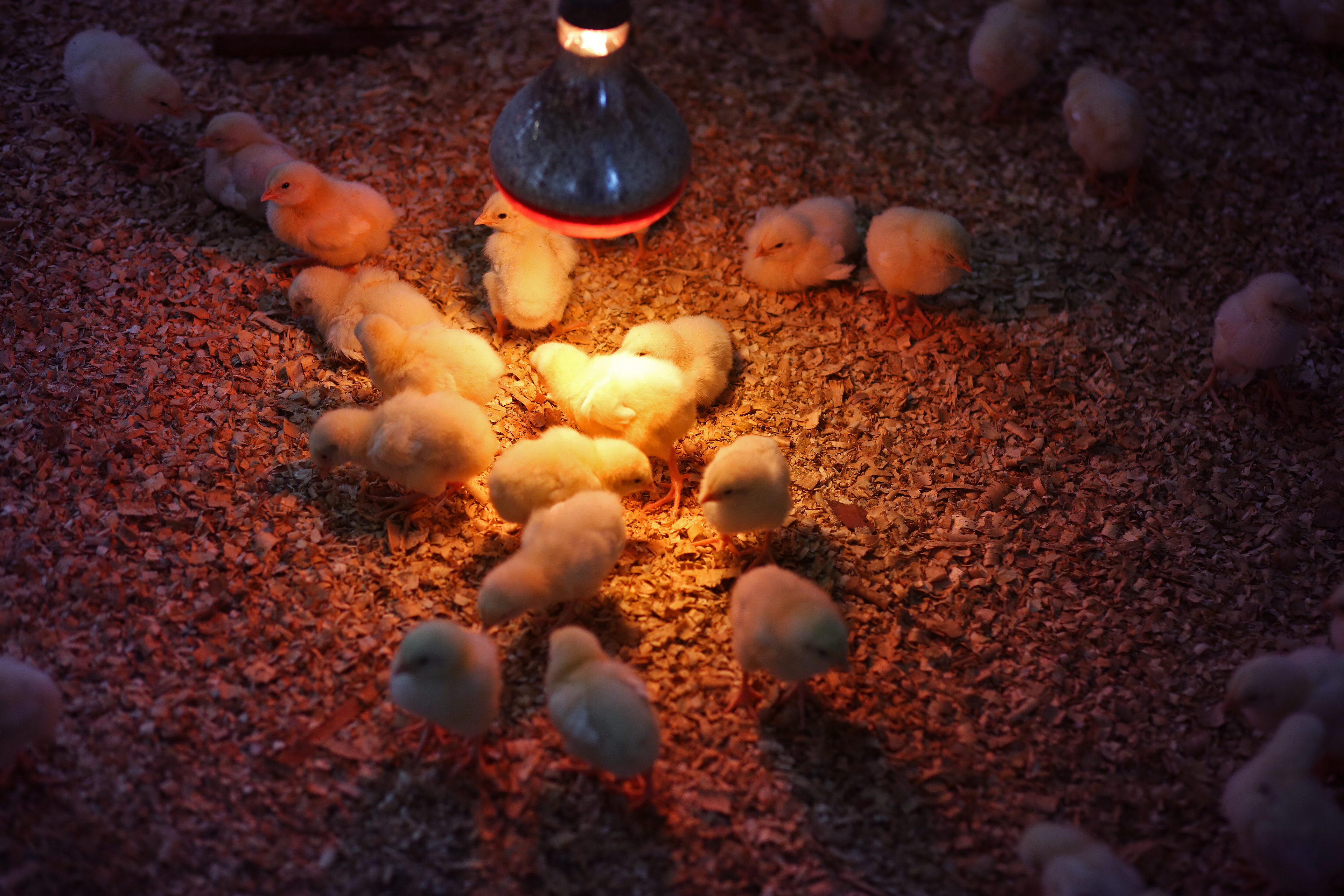 Beleuchtung im Hühnerstall, Küken, Wärmelampe