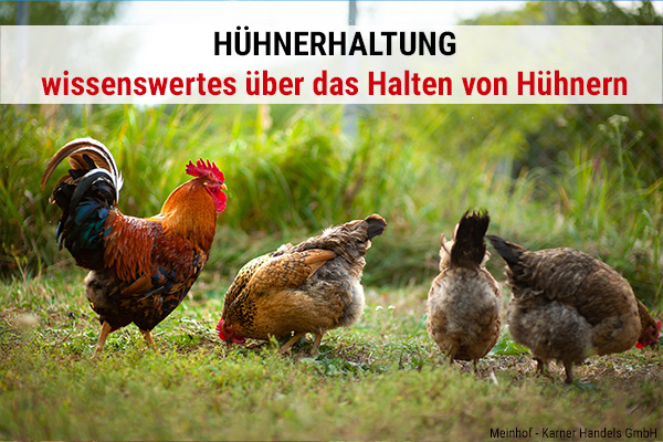 Hühnerhaltung