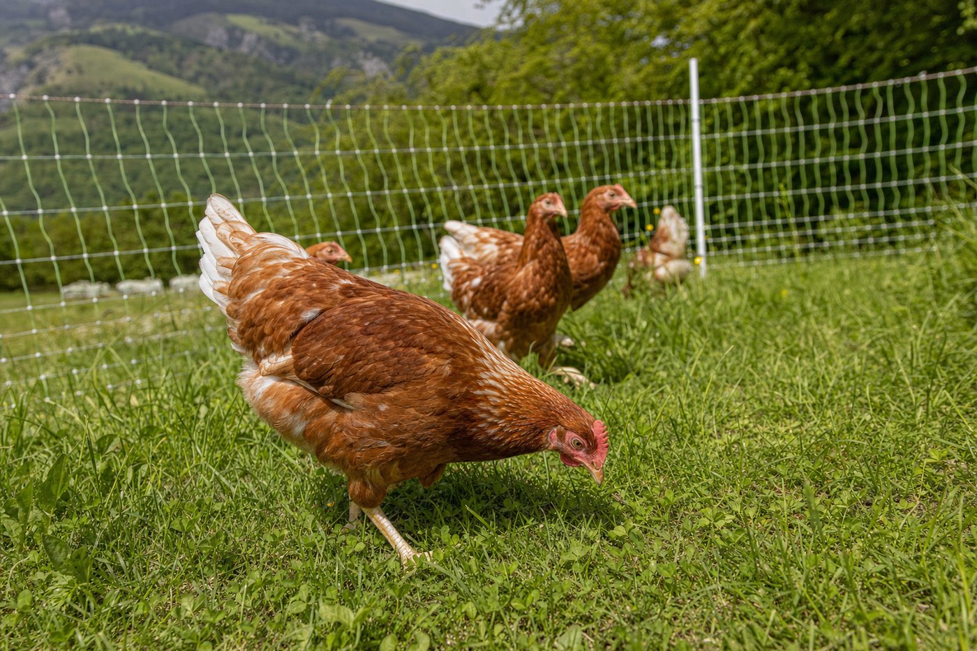 Junghennen auf einer Wiese im geschützten Auslauf