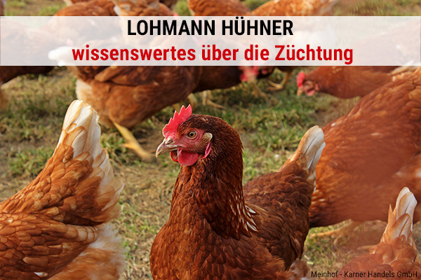 Lohmann Hühner