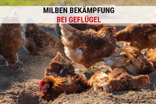 Milben bei Hühnern bekämpfen