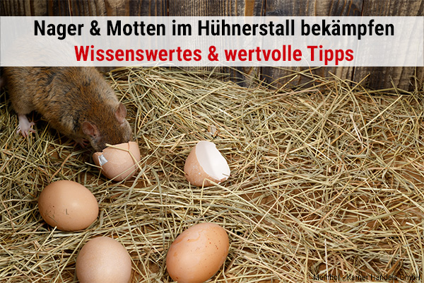 Ratten, Mäuse & Motten im Hühnerstall