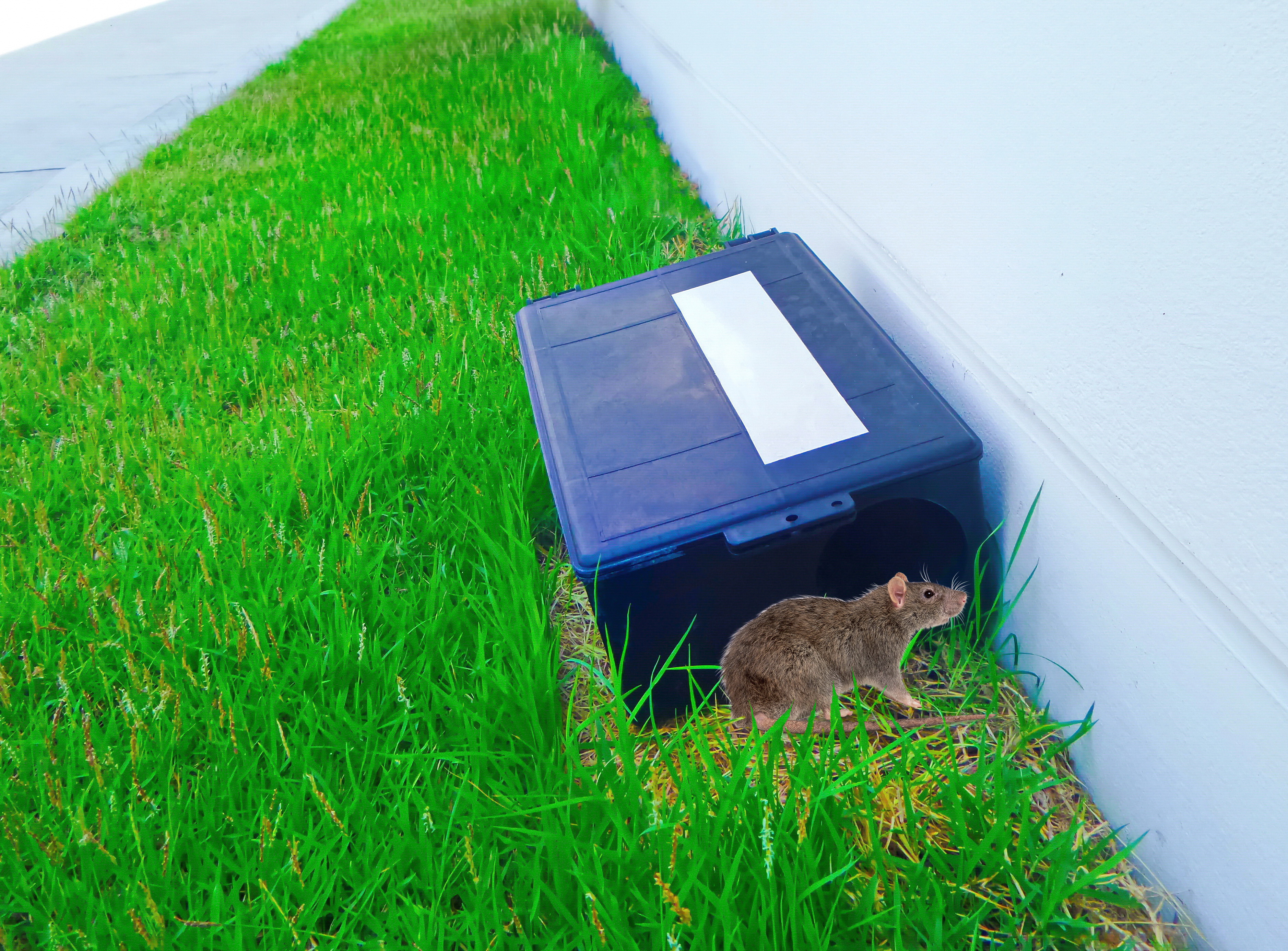 Ratte mit Köderbox