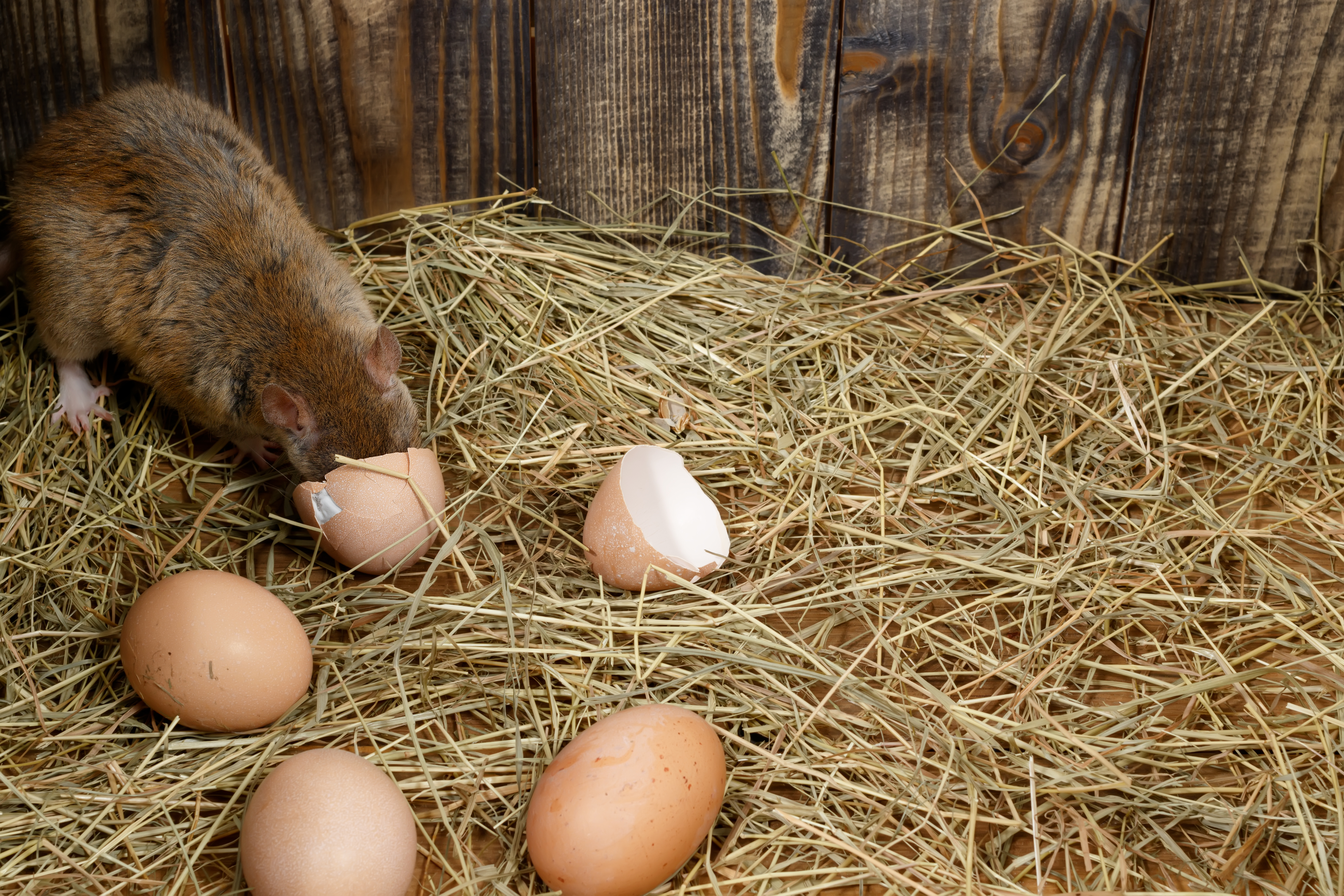 Ratten fressen Eier, Hühnereier