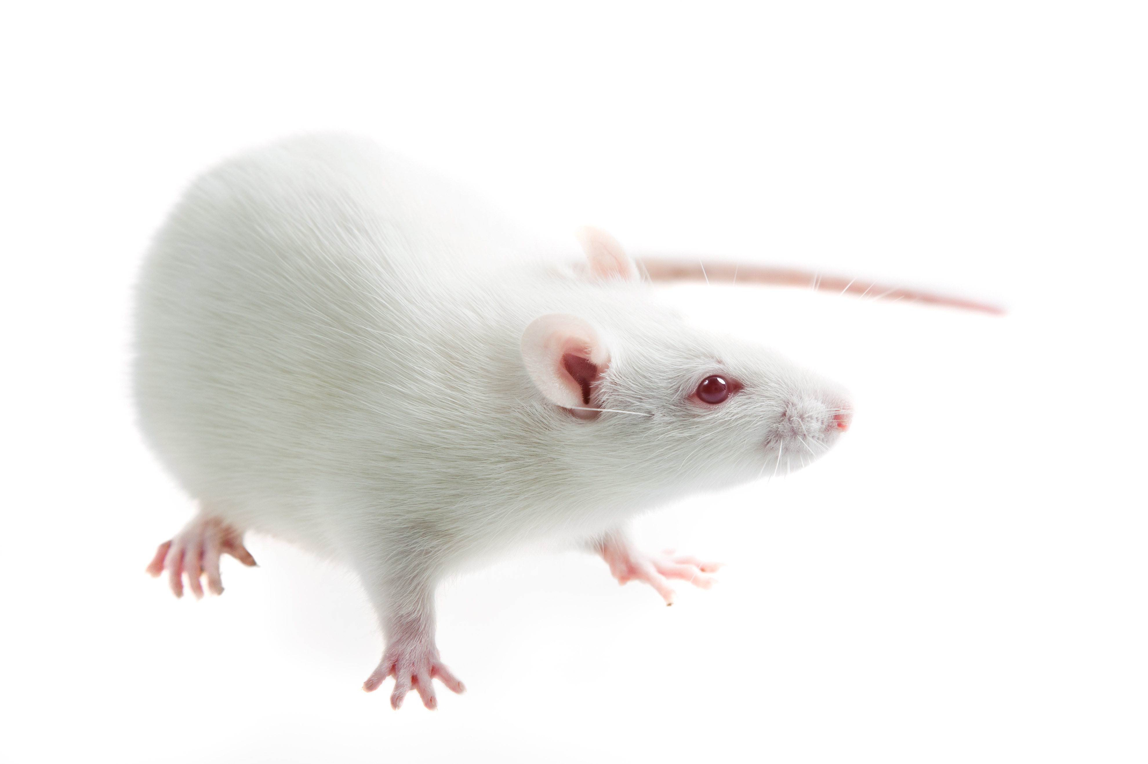 Albino