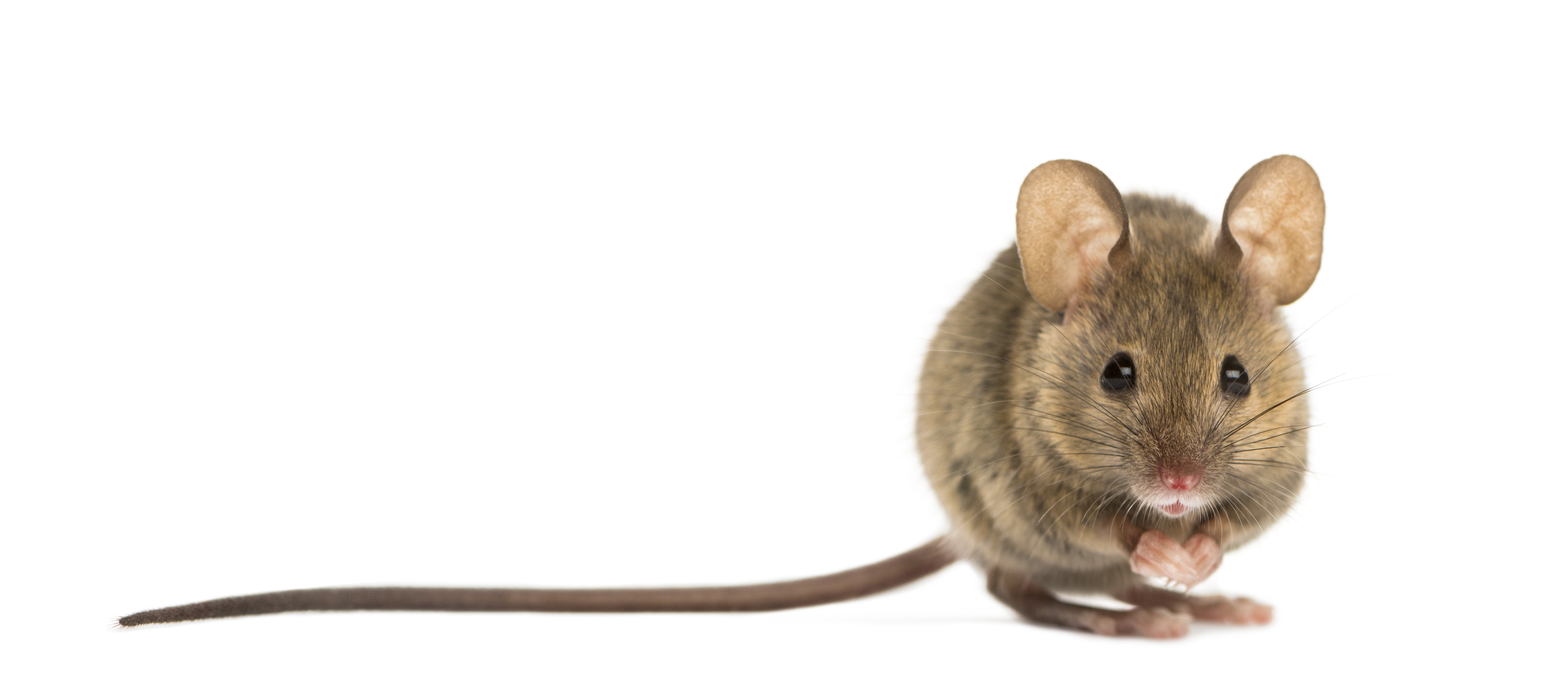 Maus, Hausmaus