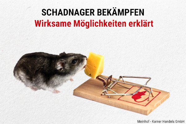Schadnager bekämpfen