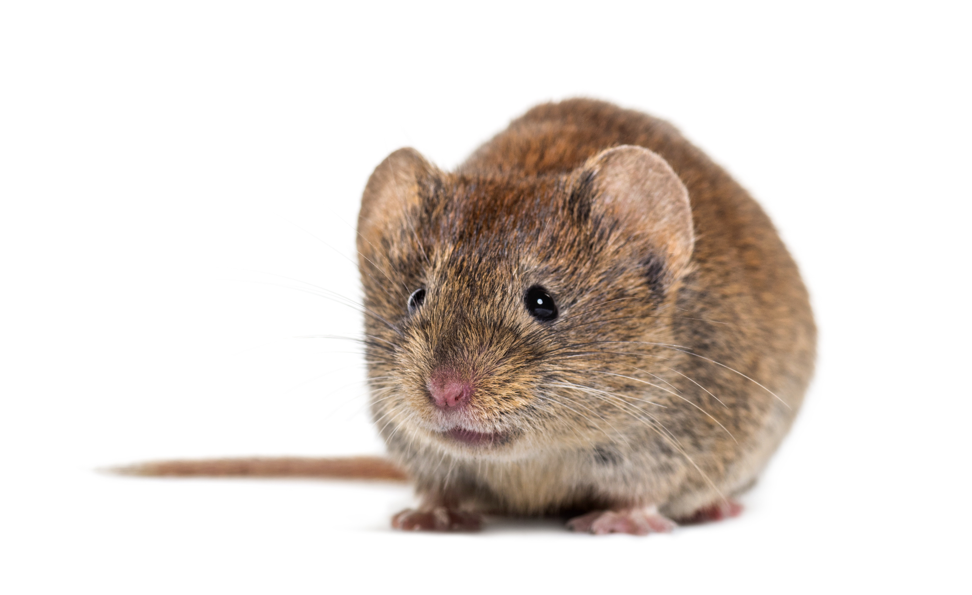 Wühlmaus