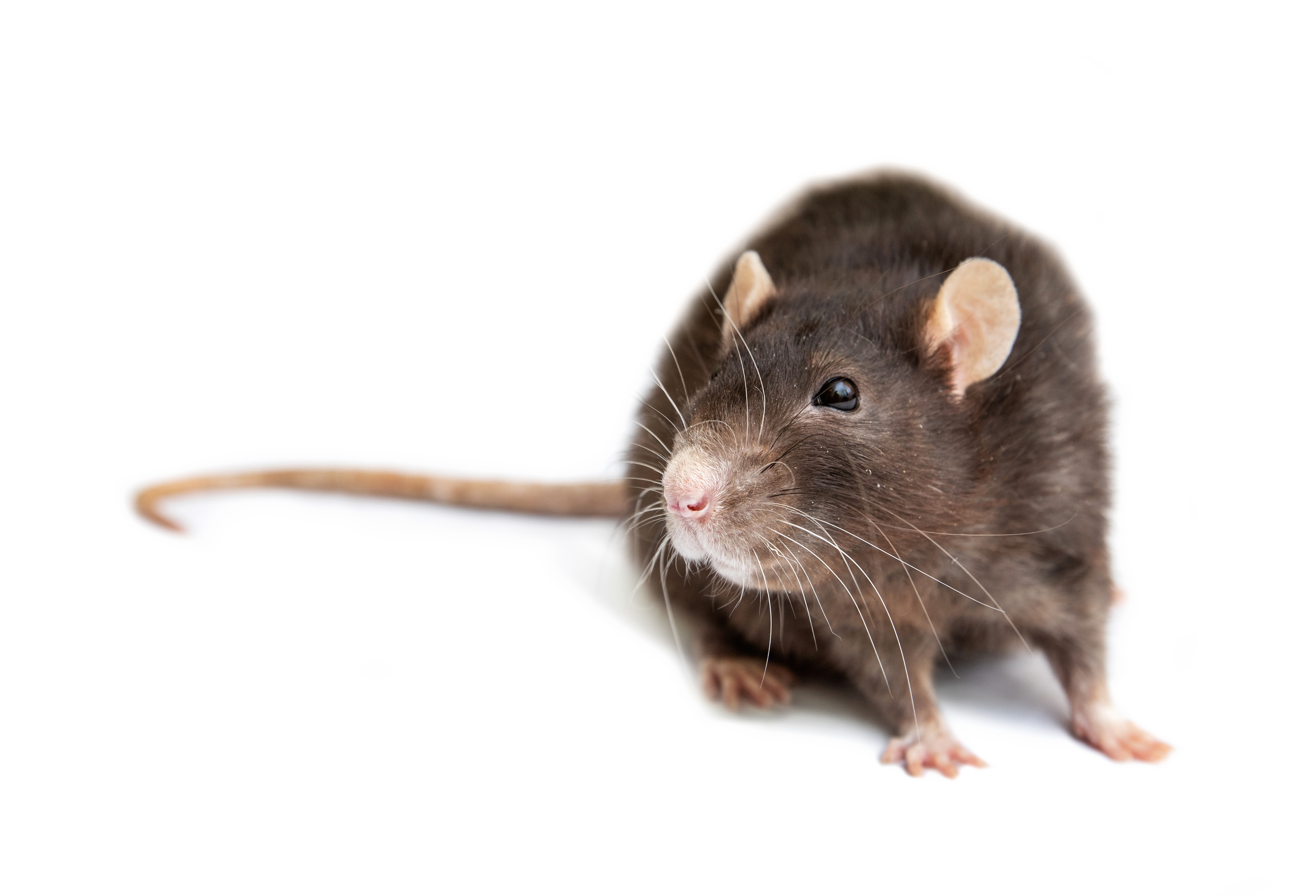 Wanderrate, Norwegische Ratte, braune Ratte