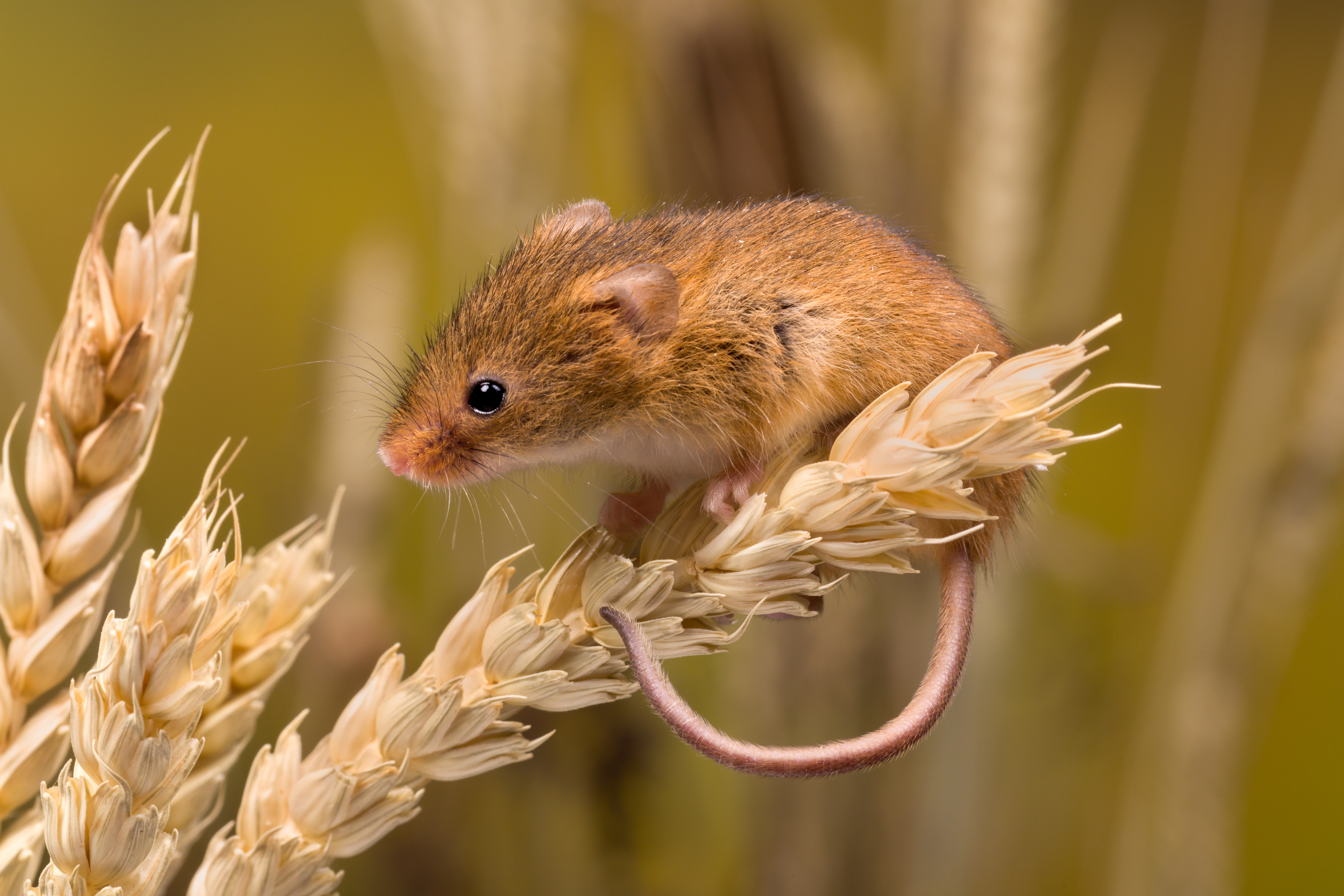 Zwergmaus