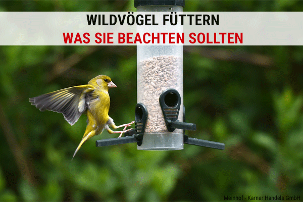 Wildvögel füttern