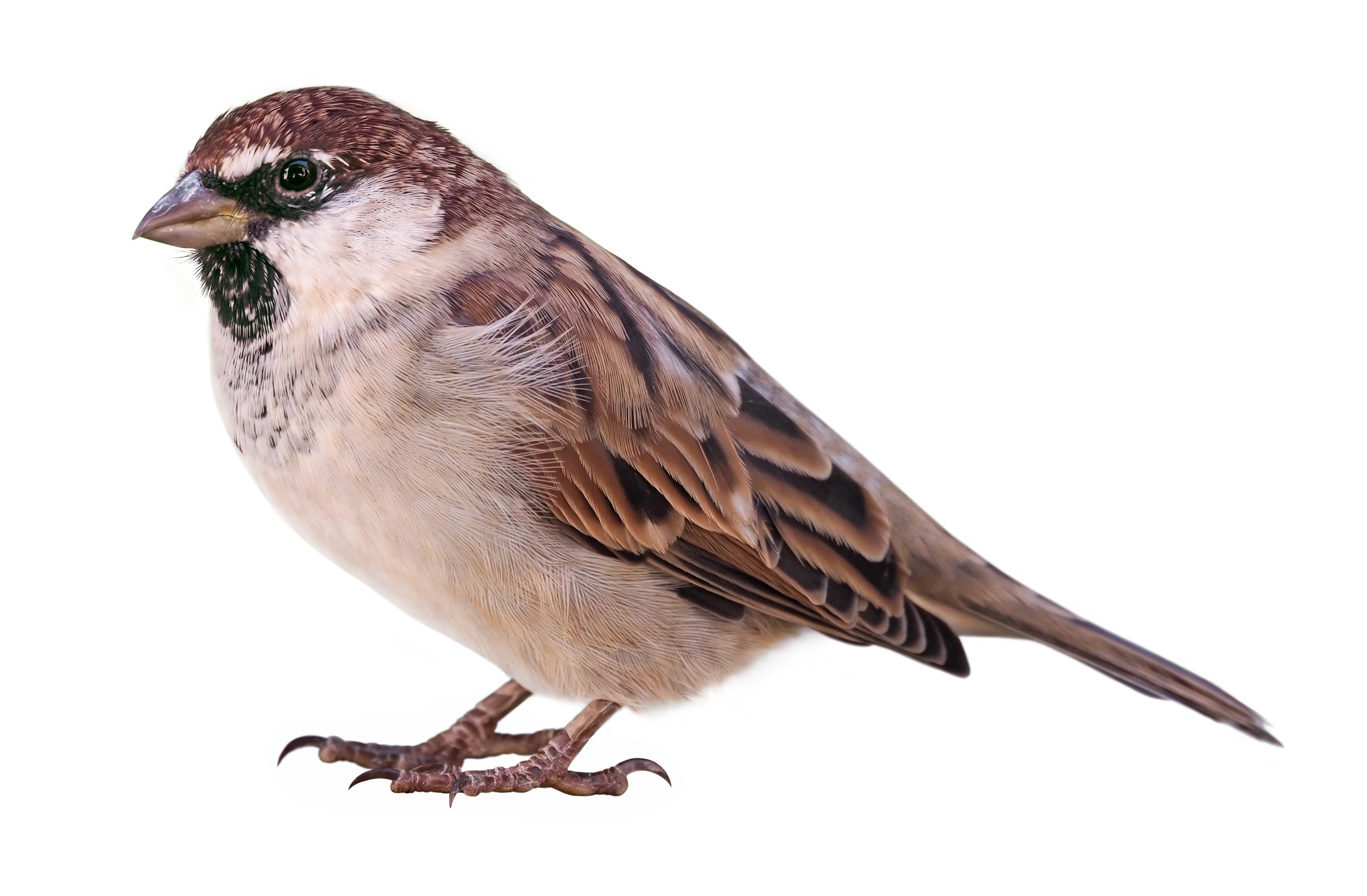 Spatz